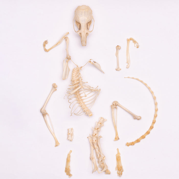 Real Desert Woodrat Skeleton - Disarticulated