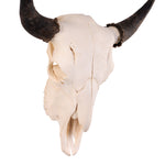 Real Bison Skull For Sale — Skulls Unlimited International, Inc.