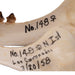 Real Sea Lion Skull - Female