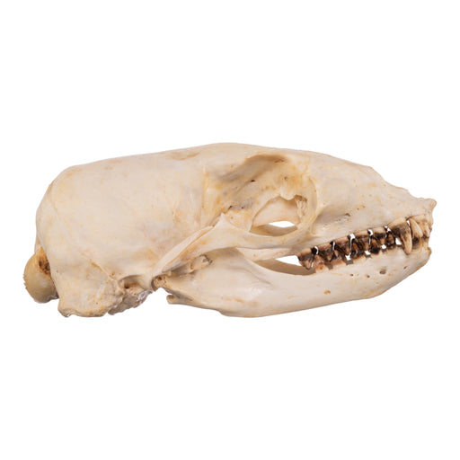 Real Sea Lion Skull - Female