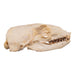 Real Sea Lion Skull - Female