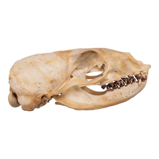 Real Sea Lion Skull - Female