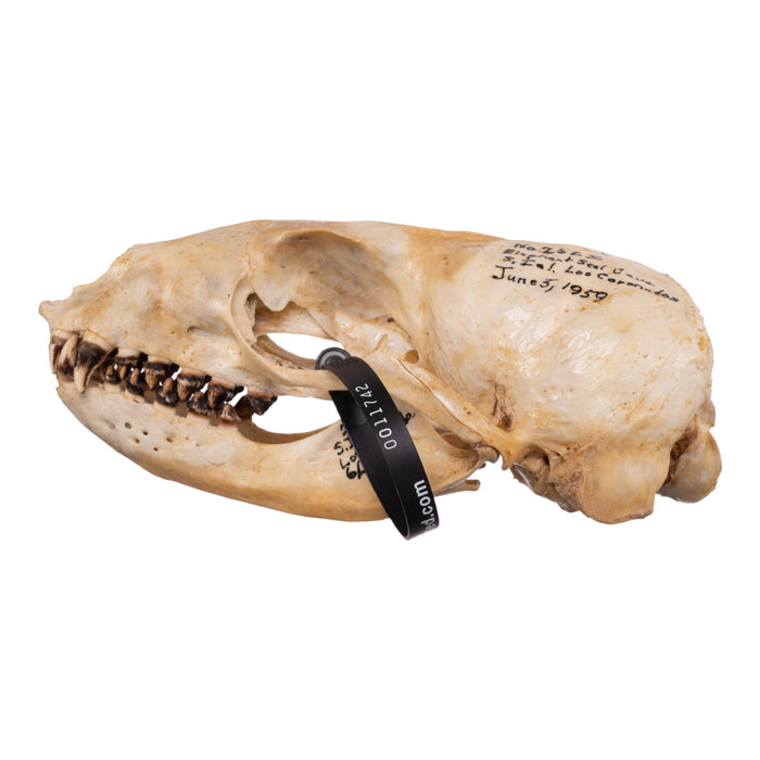 Real Sea Lion Skull - Female