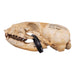 Real Sea Lion Skull - Female