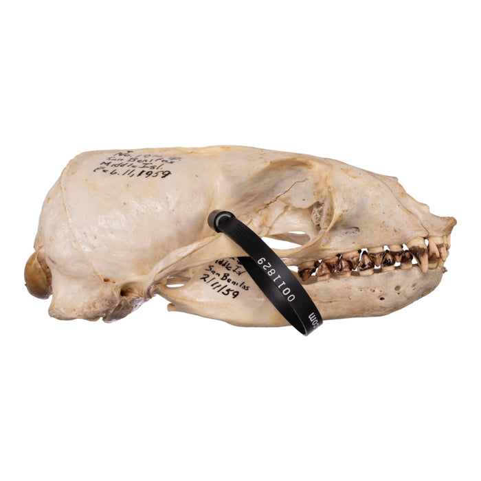 Real Sea Lion Skull - Female