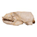 Real Sea Lion Skull - Female