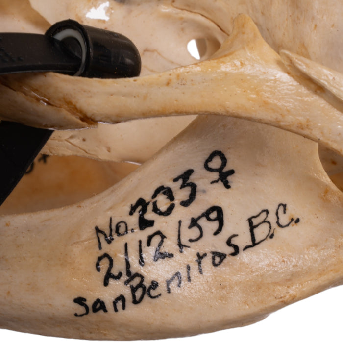 Real Sea Lion Skull - Female