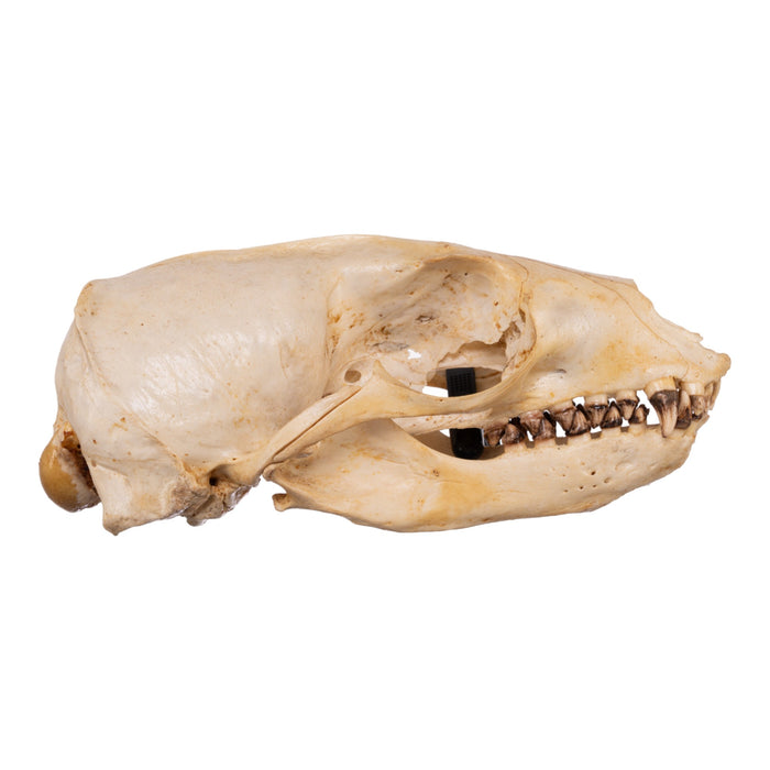 Real Sea Lion Skull - Female