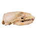 Real Sea Lion Skull - Female