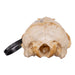 Real Sea Lion Skull - Female