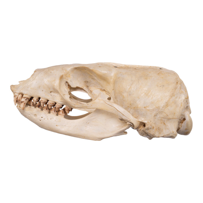 Real Sea Lion Skull - Female