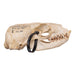 Real Sea Lion Skull - Female