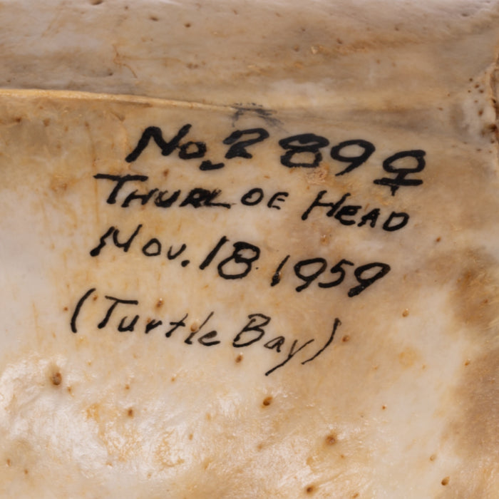 Real California Sea Lion Skull - Female