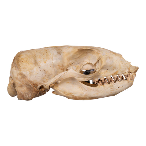 Real California Sea Lion Skull - Female