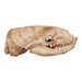 Real California Sea Lion Skull - Female