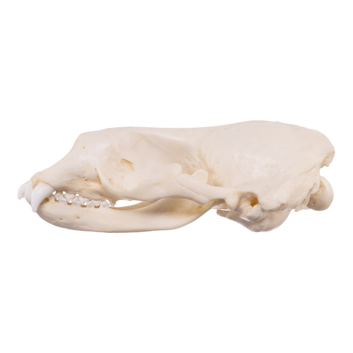 Replica Weddell Seal Skull