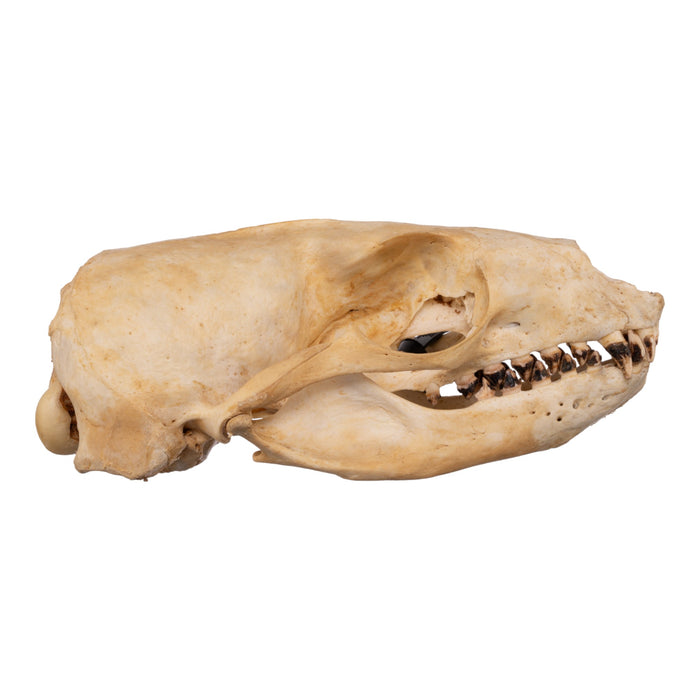 Real California Sea Lion Skull - Female