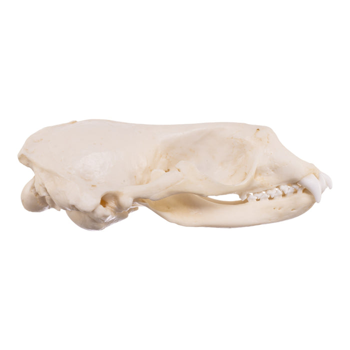 Replica Weddell Seal Skull