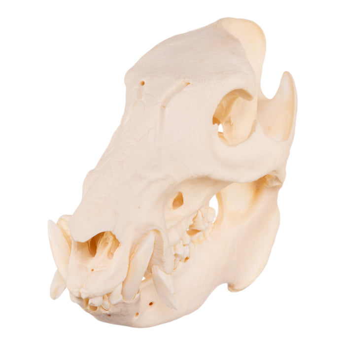 Real Peccary Skull