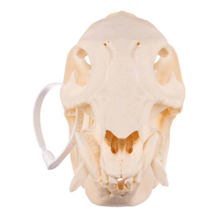 Real Peccary Skull