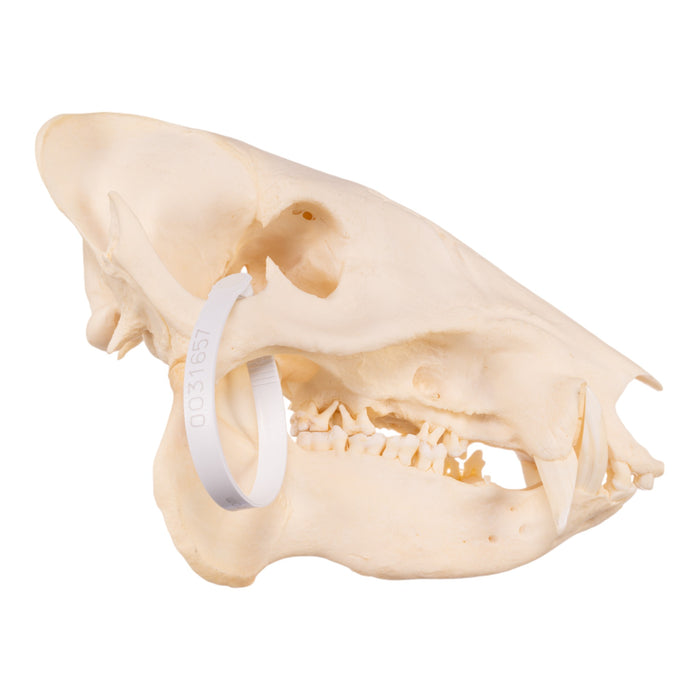 Real Peccary Skull