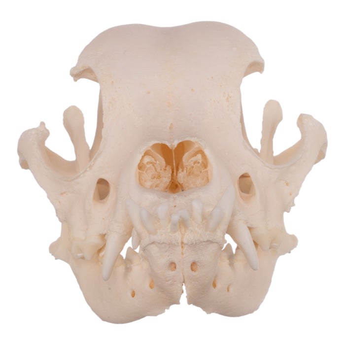 Real Domestic Dog Skull - Boxer