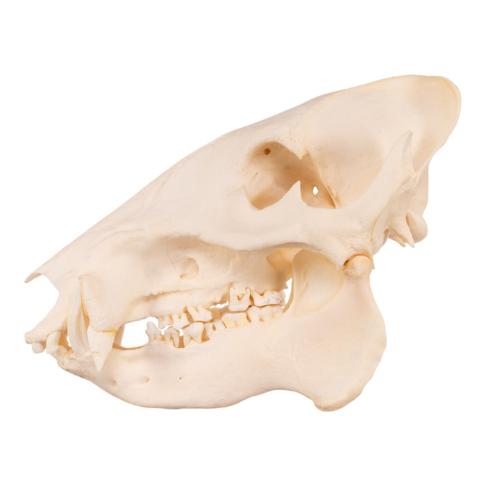 Real Peccary Skull