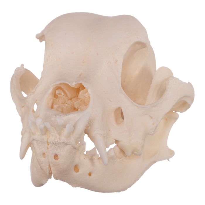 Real Domestic Dog Skull - Boxer