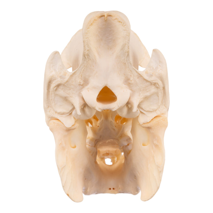 Real Peccary Skull