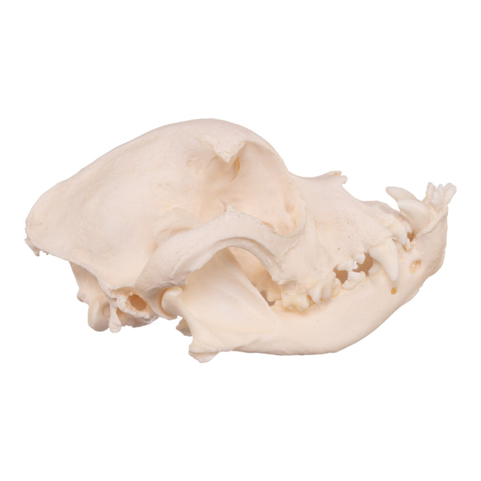 Real Domestic Dog Skull - Boxer For Sale — Skulls Unlimited ...