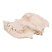 Real Domestic Dog Skull - Boxer