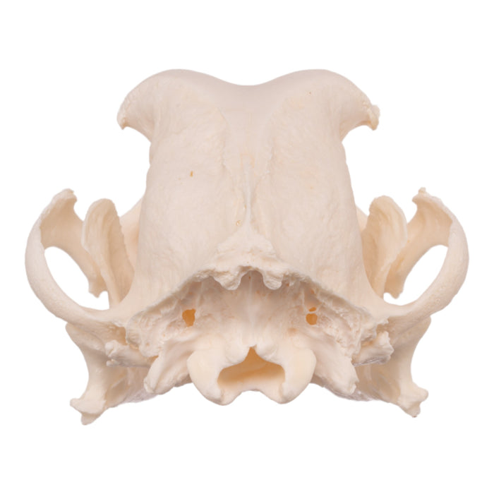 Real Domestic Dog Skull - Boxer For Sale — Skulls Unlimited ...