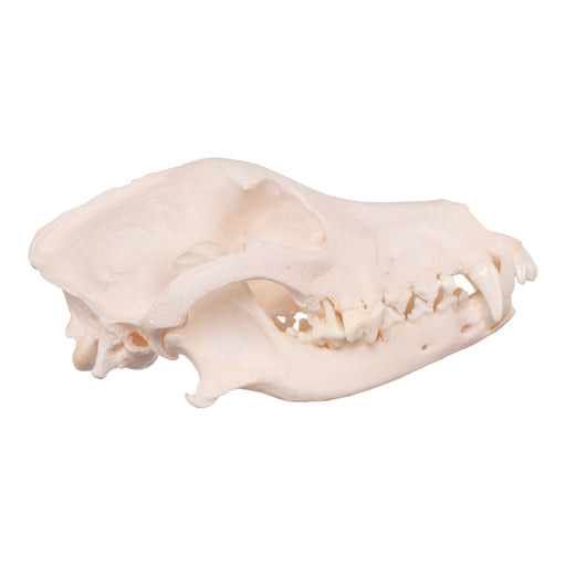 Real Domestic Dog Skull - Pathology