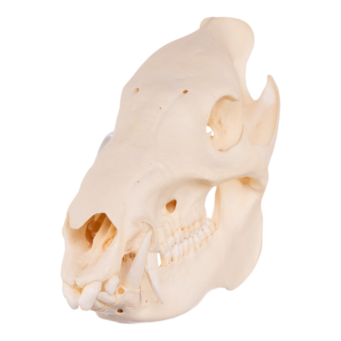 Real Peccary Skull