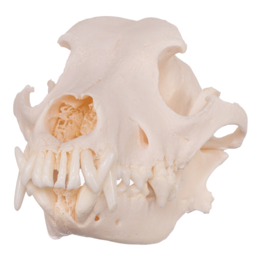 Real Domestic Dog Skull - Pathology