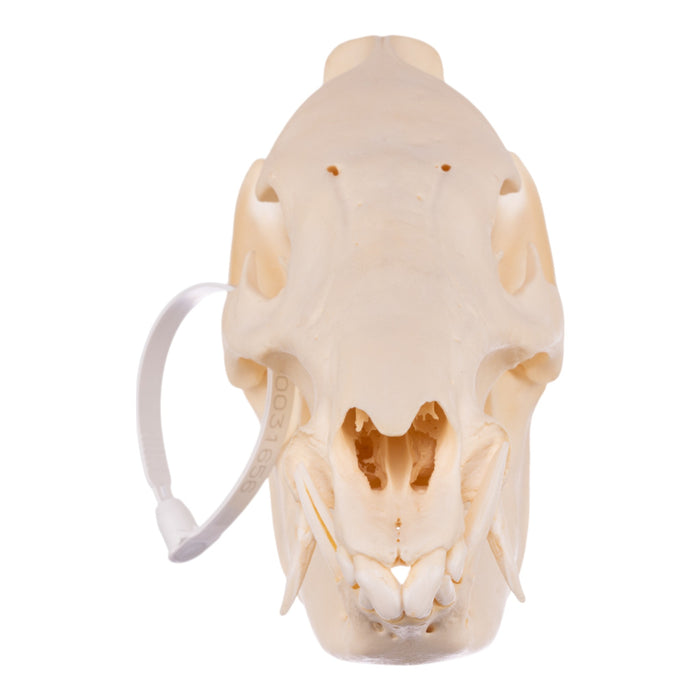 Real Peccary Skull