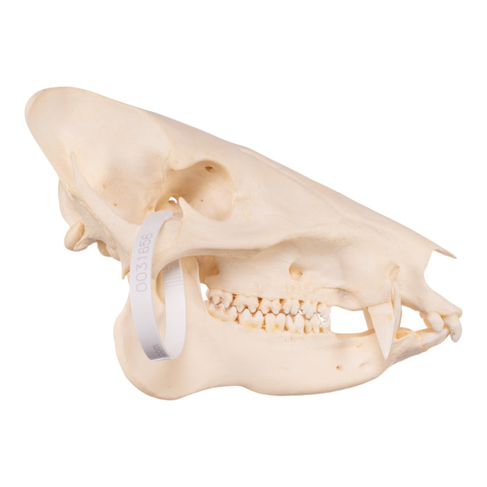 Real Peccary Skull