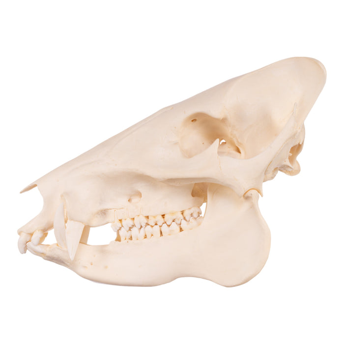 Real Peccary Skull