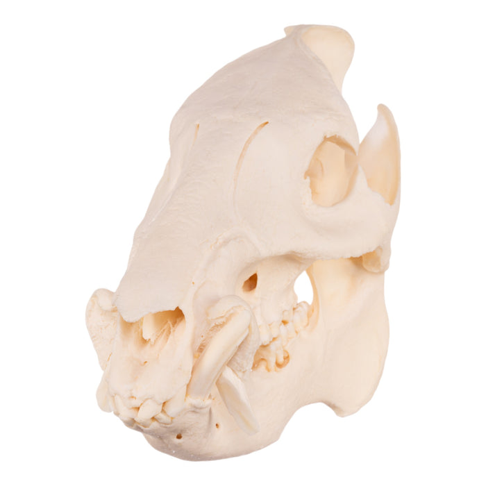 Real Peccary Skull