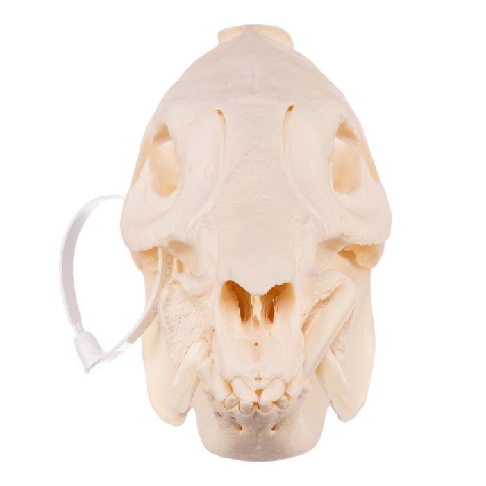 Real Peccary Skull