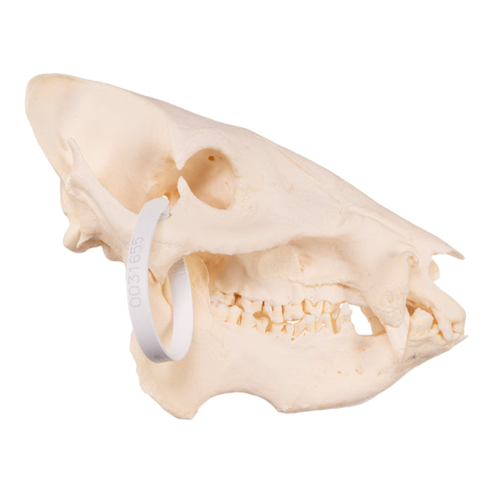 Real Peccary Skull