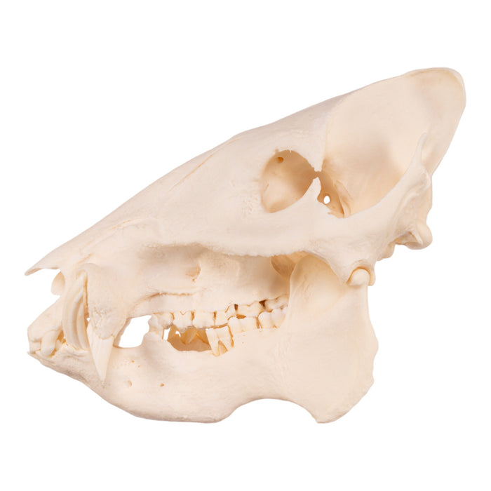 Real Peccary Skull