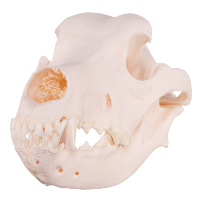 Real Domestic Dog Skull - Great Dane