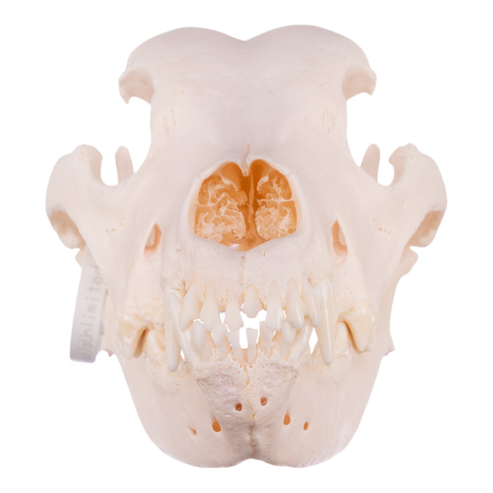 Real Domestic Dog Skull - Great Dane