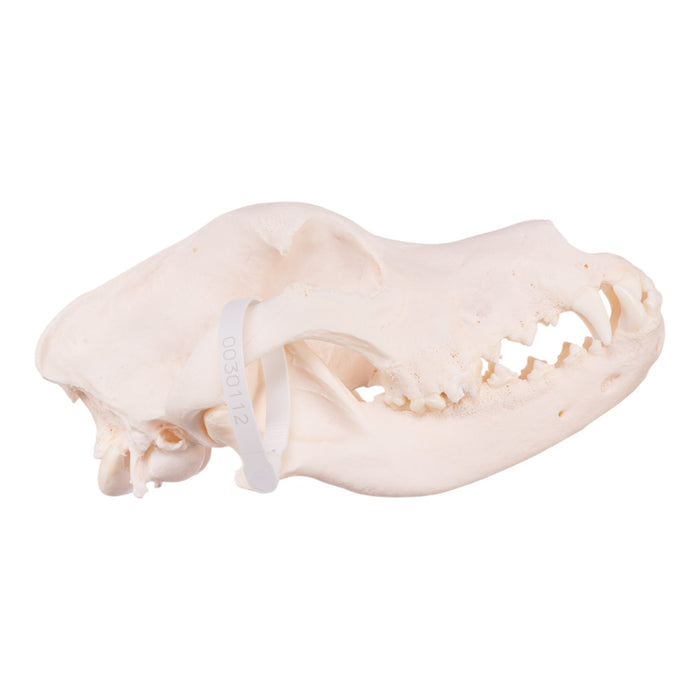 Real Domestic Dog Skull - Great Dane