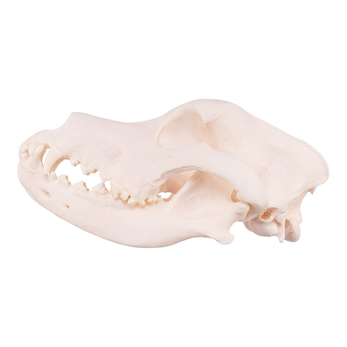 Real Domestic Dog Skull - Great Dane