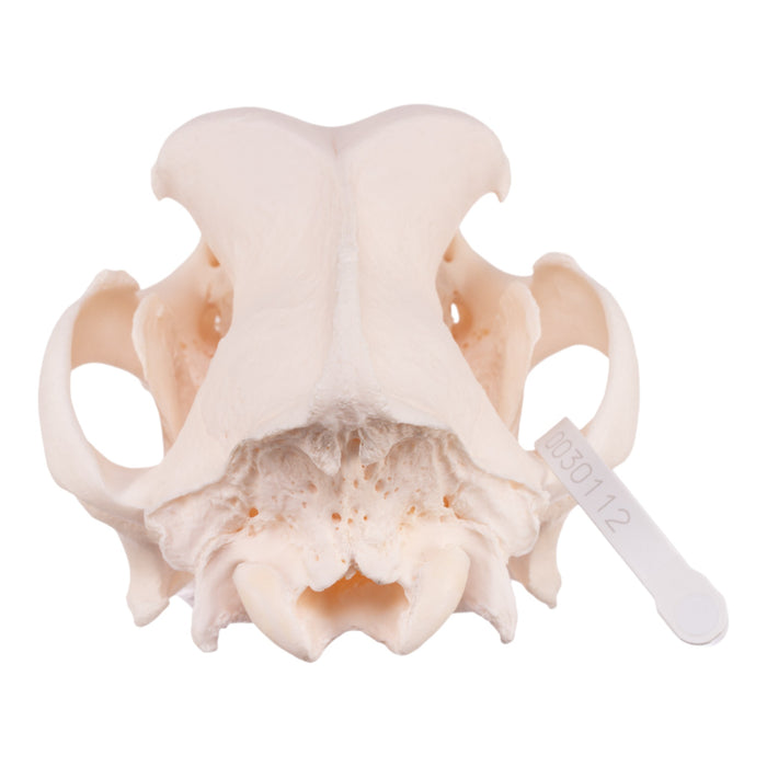 Real Domestic Dog Skull - Great Dane