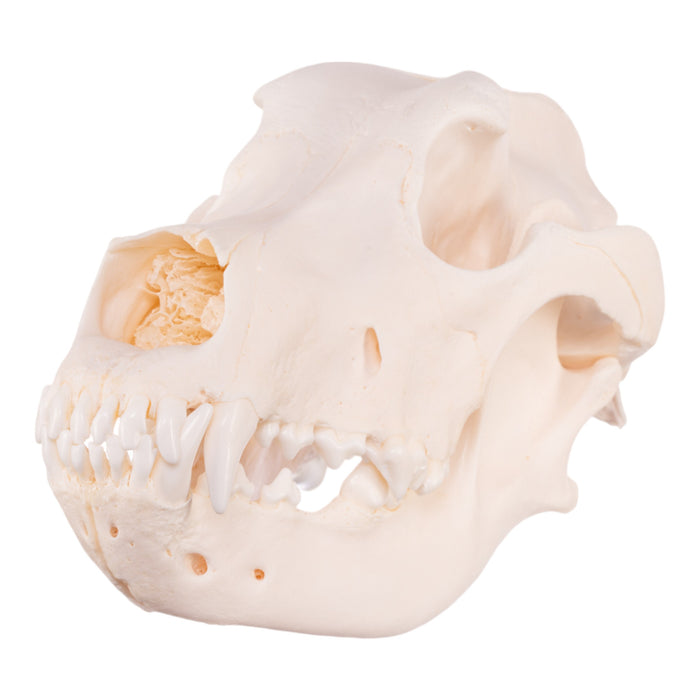 Real Domestic Dog Skull - Great Dane