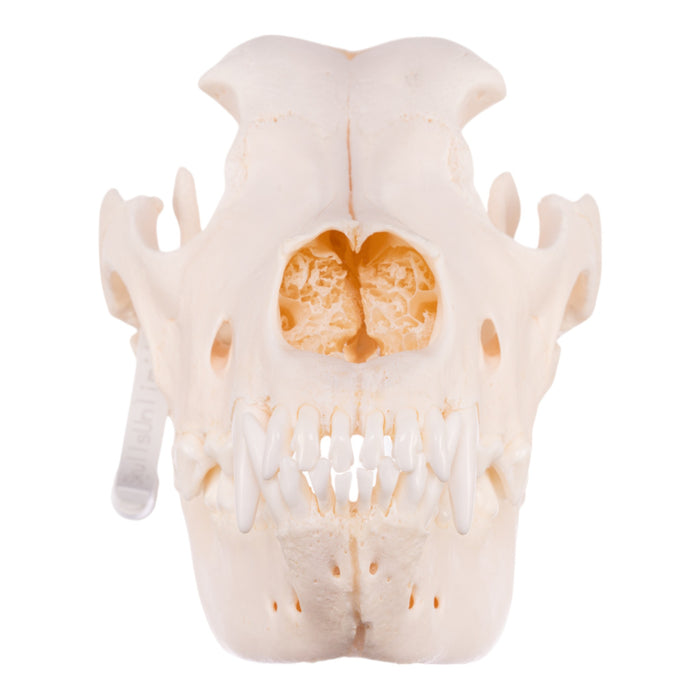 Real Domestic Dog Skull - Great Dane