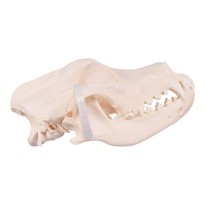 Real Domestic Dog Skull - Great Dane